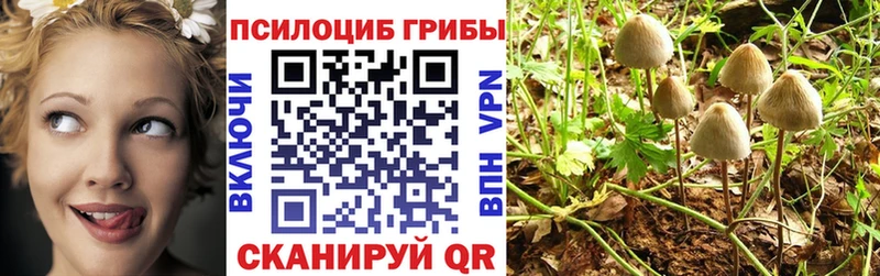 где купить наркоту  Куровское  Псилоцибиновые грибы GOLDEN TEACHER 